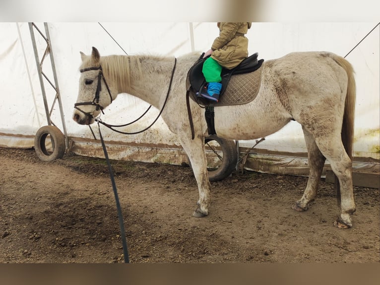 Half Arabier Mix Ruin 22 Jaar 150 cm Wit in Liptovský Mikuláš