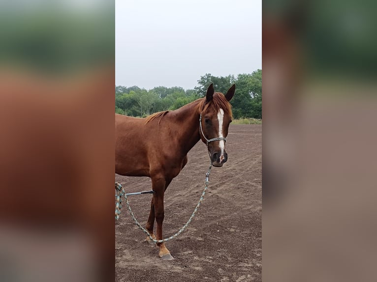 Half Arabier Ruin 3 Jaar 150 cm Donkere-vos in Saint ambroix