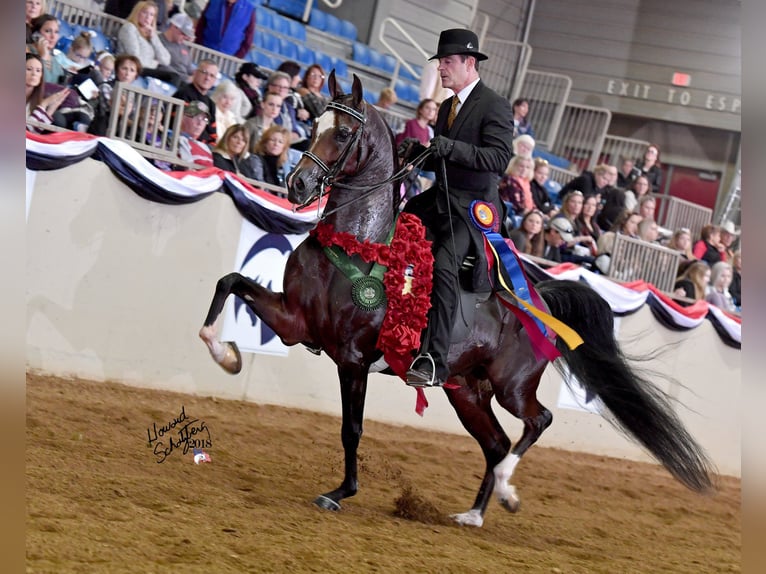 Half Arabier Mix Ruin 4 Jaar 152 cm Donkere-vos in Saint Clair, MI