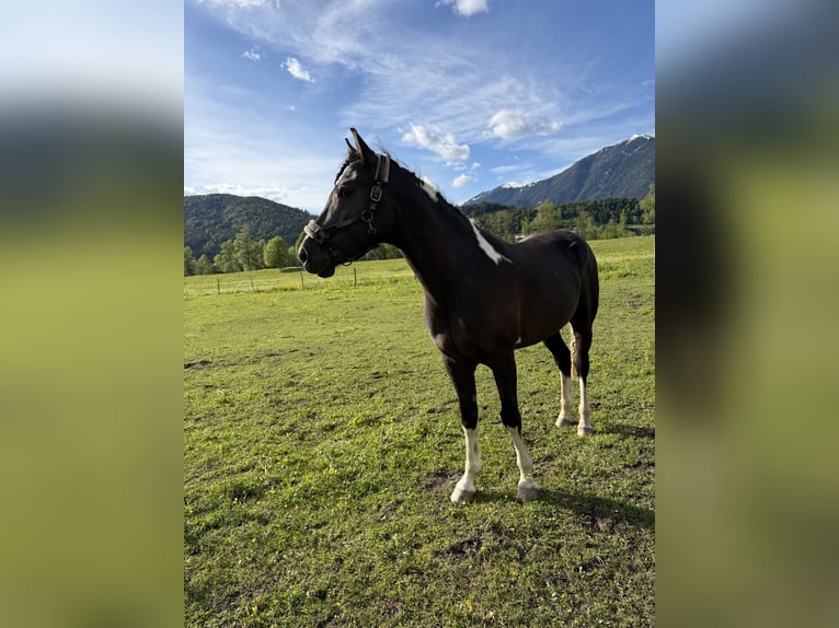 Half Arabier Ruin 4 Jaar 154 cm Zwart in Hermagor