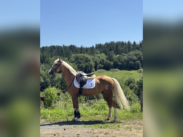 Half Arabier Mix Ruin 6 Jaar 140 cm Palomino in Pamplona/Iru&#xF1;a