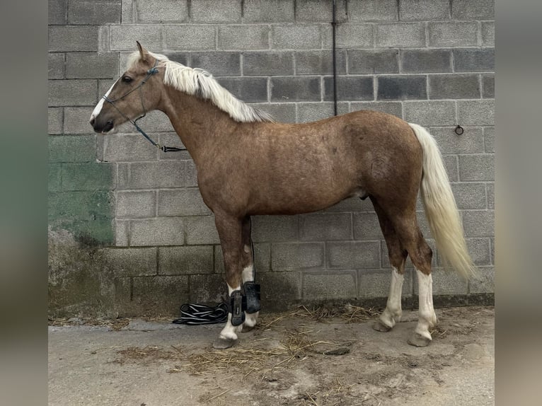 Half Arabier Mix Ruin 6 Jaar 140 cm Palomino in Pamplona/Iru&#xF1;a