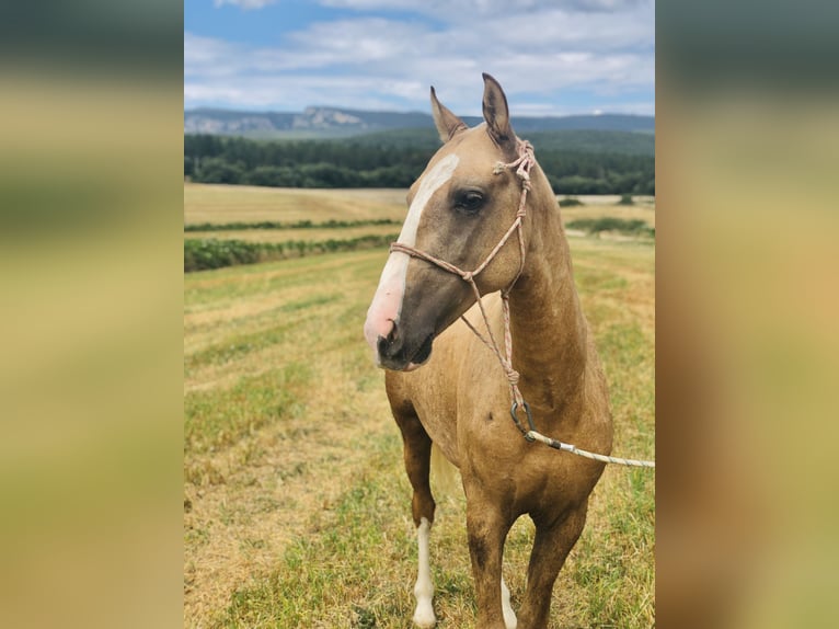 Half Arabier Mix Ruin 6 Jaar 140 cm Palomino in Pamplona/Iru&#xF1;a