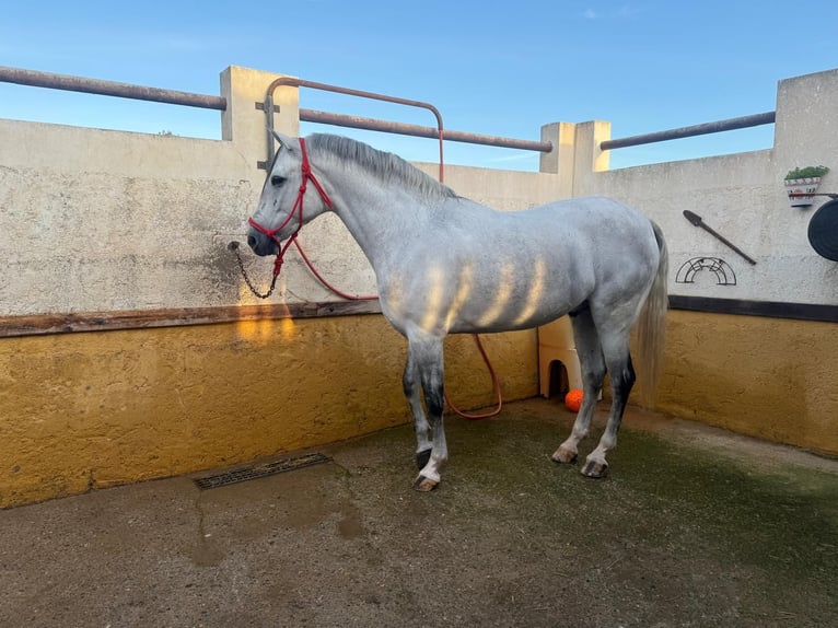 Half Arabier Mix Ruin 7 Jaar 163 cm Schimmel in Las Norias De Daza
