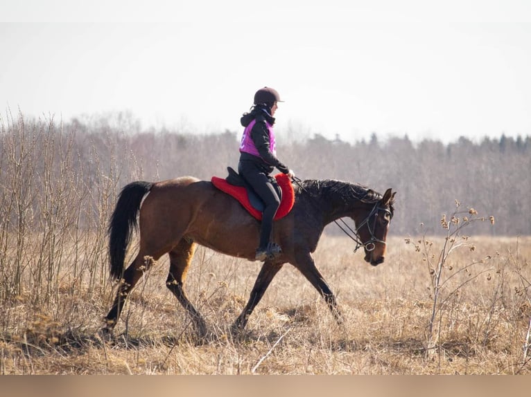 Half Arabs Gelding 10 years 15,2 hh Bay in Hatu