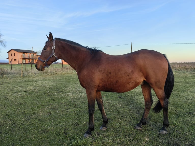 Half Arabs Gelding 10 years 15,2 hh Bay in Hatu