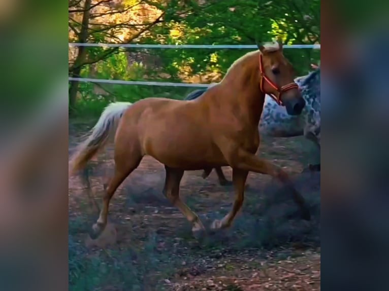 Half Arabs Mix Gelding 12 years 15,2 hh Palomino in Vimbodi