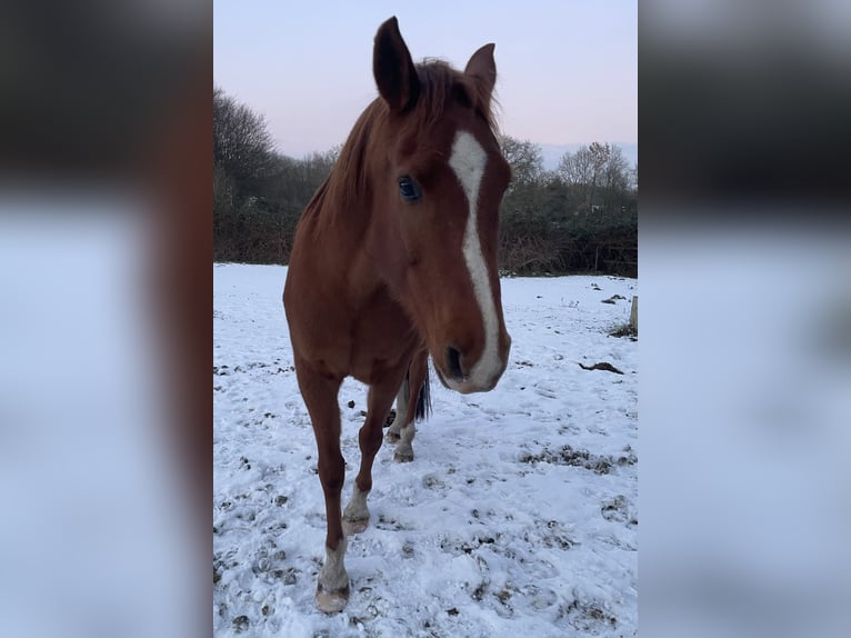 Half Arabs Mix Gelding 13 years 16 hh Chestnut-Red in Wesel