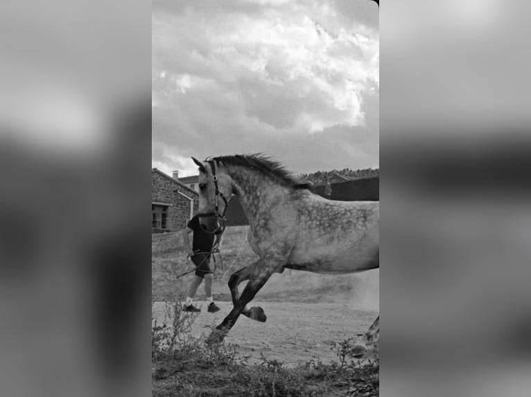 Half Arabs Gelding 13 years 16 hh Grey-Dapple in Saint-Victor
