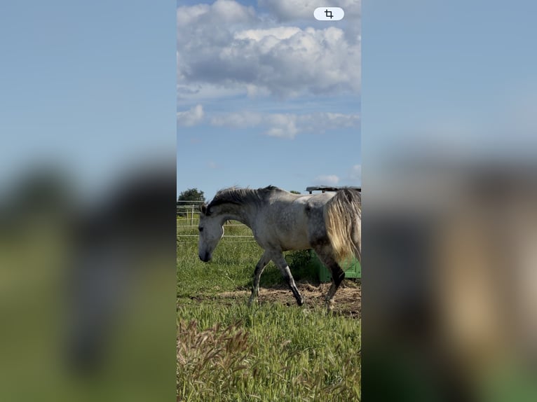 Half Arabs Gelding 13 years 16 hh Grey-Dapple in Saint-Victor