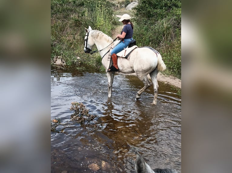 Half Arabs Mix Gelding 14 years Grey in Colmenar Viejo