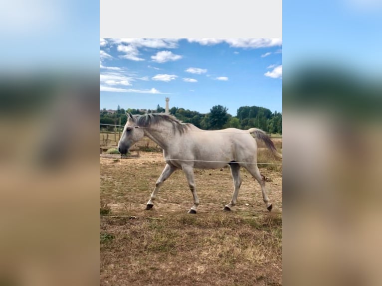 Half Arabs Gelding 15 years 15,2 hh Gray-Fleabitten in Luxé