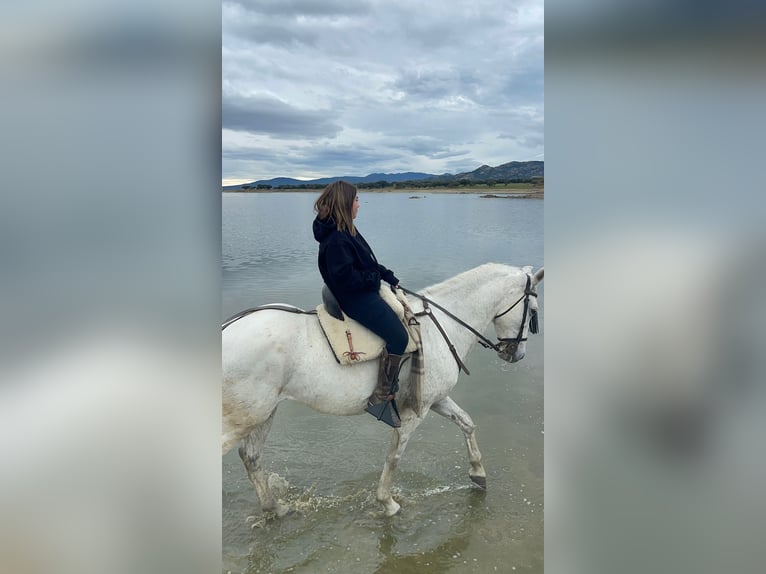 Half Arabs Mix Gelding 15 years Grey in Colmenar Viejo