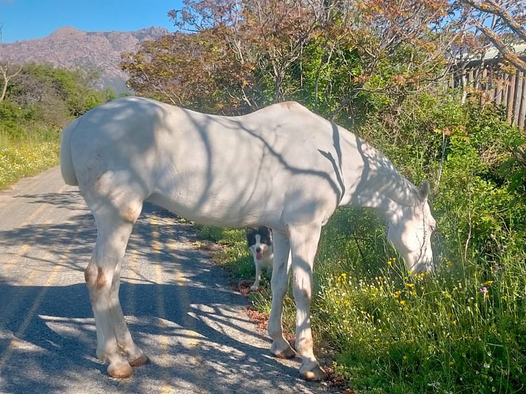 Half Arabs Mix Gelding 15 years Grey in Colmenar Viejo