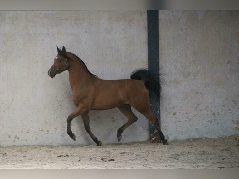 Half Arabs Gelding 16 years 15,1 hh Smoky-Black in Ronse