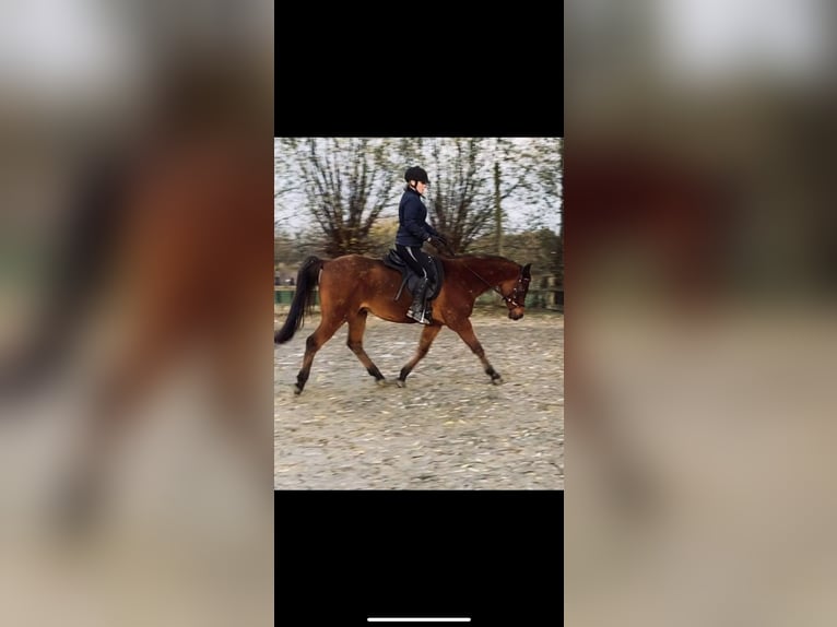 Half Arabs Gelding 16 years 15,1 hh Smoky-Black in Ronse