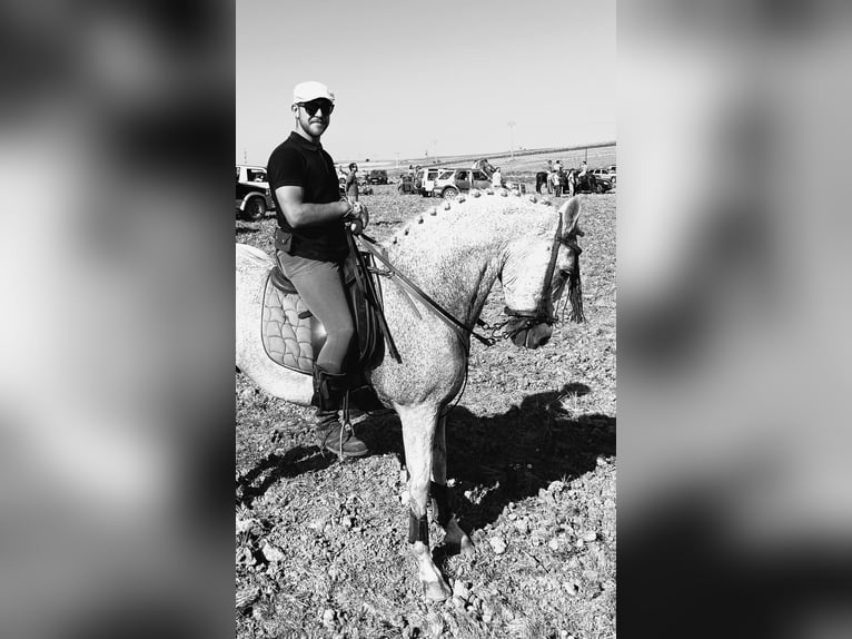 Half Arabs Mix Gelding 18 years 15,3 hh Gray-Fleabitten in Villacastin