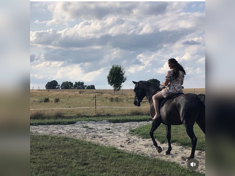 Half Arabs Mix Gelding 18 years 15,1 hh Black in Hagenow