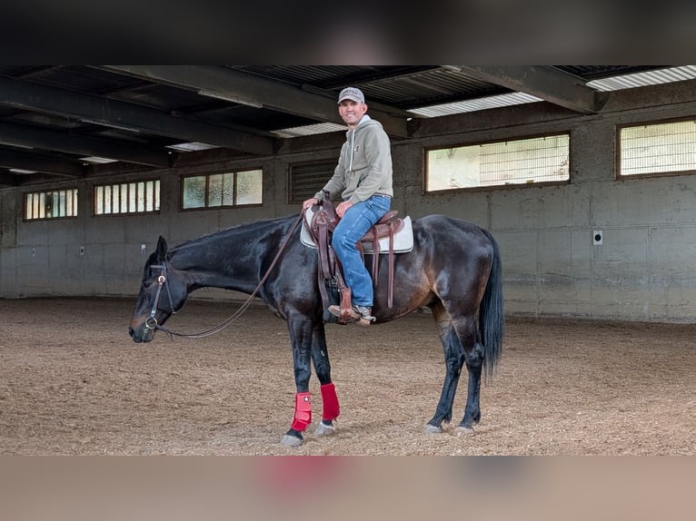 Half Arabs Mix Gelding 19 years 15.2 hh Smoky-Black in Baltmannsweiler