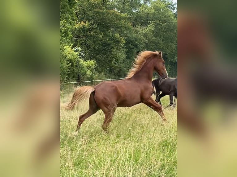 Half Arabs Gelding 1 year 14,2 hh Chestnut-Red in VERNON