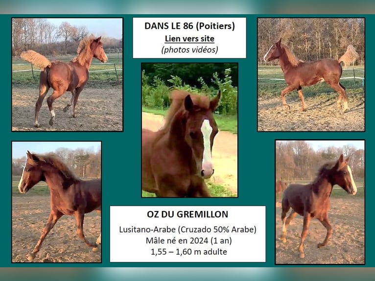 Half Arabs Gelding 1 year 14,2 hh Chestnut-Red in VERNON