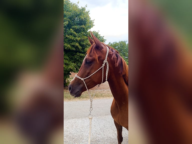 Half Arabs Gelding 3 years 14,2 hh Chestnut in Saint ambroix