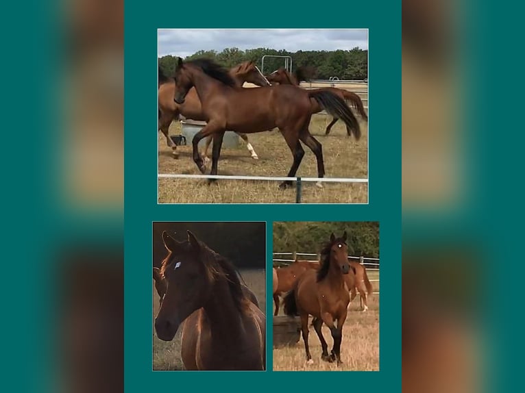 Half Arabs Gelding 3 years 15,1 hh Brown in VERNON