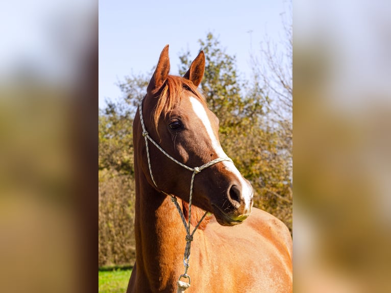 Half Arabs Gelding 4 years 14,2 hh Chestnut in Saint ambroix