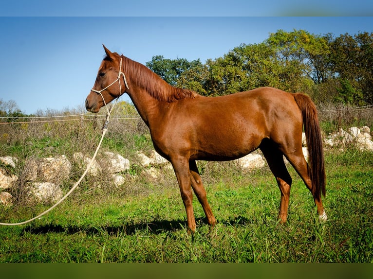 Half Arabs Gelding 4 years 14,2 hh Chestnut in Saint ambroix