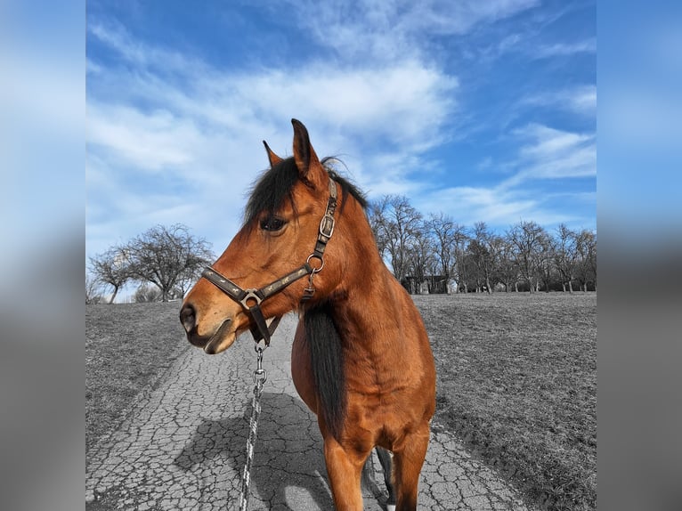 Half Arabs Mix Mare 10 years 14,1 hh Brown in Nürtingen