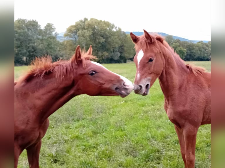 Half Arabs Mix Mare 11 years 15,1 hh Chestnut-Red in saint Gervazy