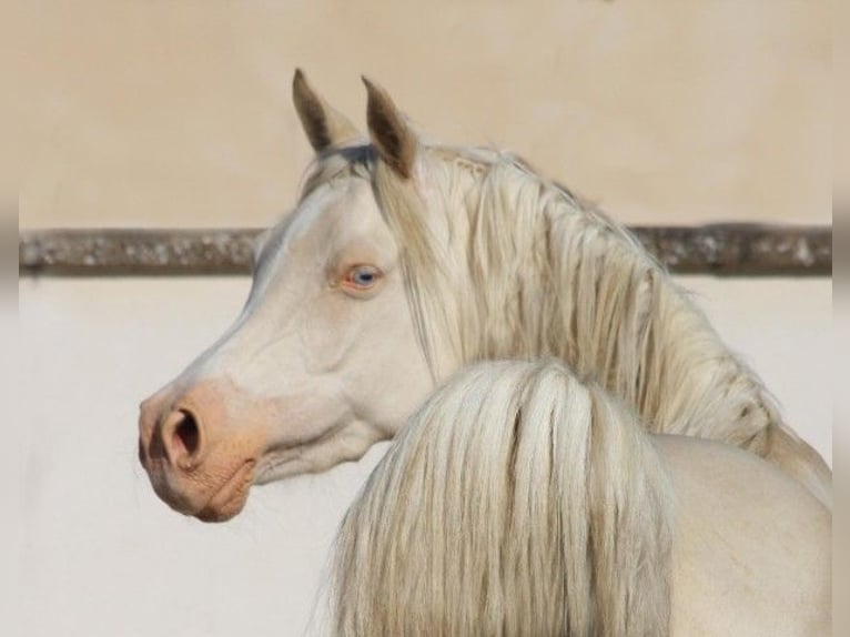 Half Arabs Mare 12 years 14,2 hh Cremello in Villars-les-Dombes