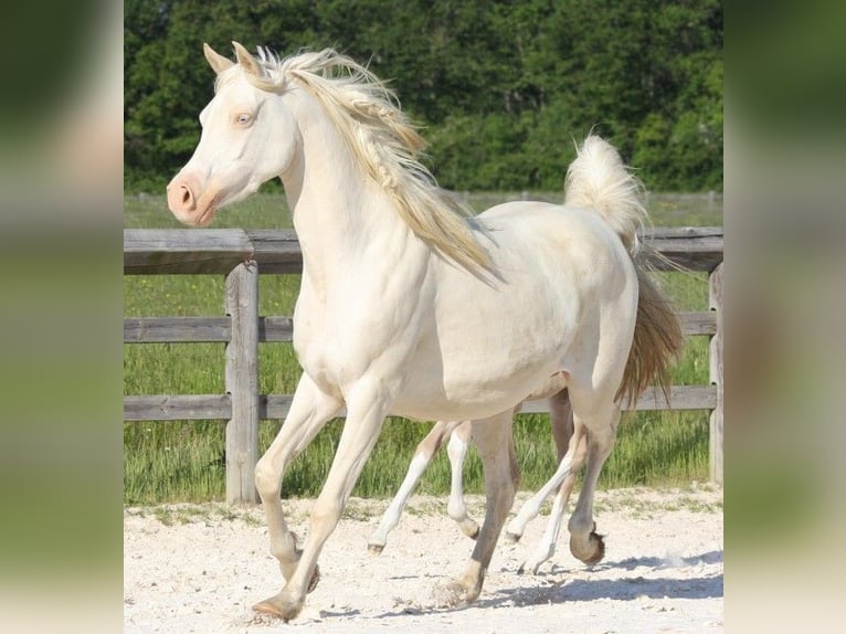 Half Arabs Mare 12 years 14,2 hh Cremello in Villars-les-Dombes