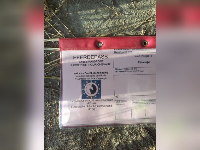 Half Arabs Mare 13 years 13,1 hh Chestnut-Red in Dortmund