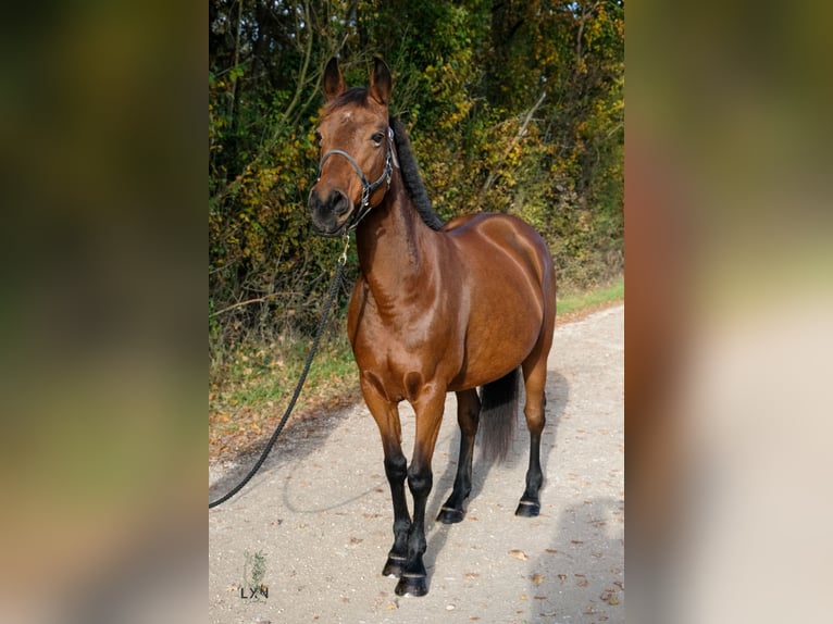 Half Arabs Mare 14 years 14,1 hh Brown in Villemandeur