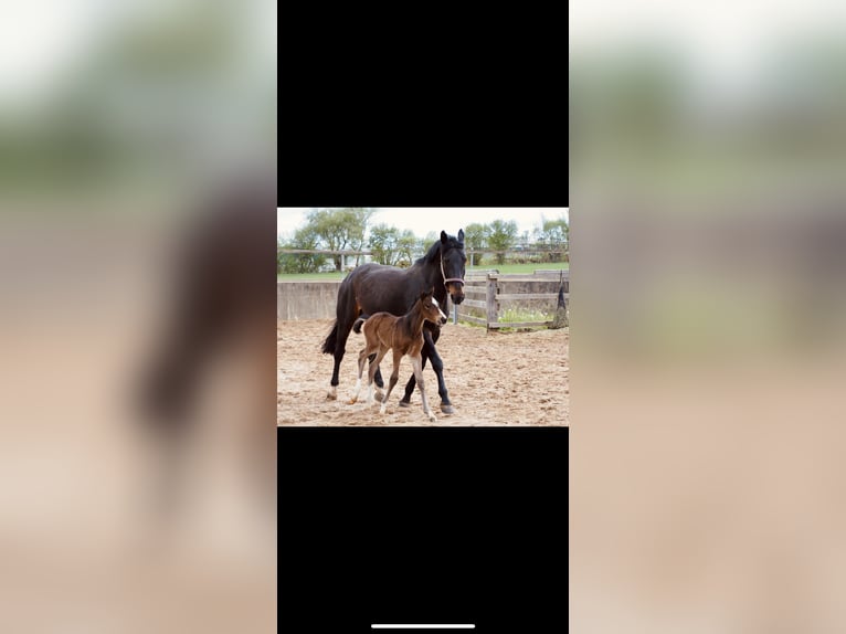 Half Arabs Mare 15 years 15,2 hh Brown in Wei&#xDF;enburg