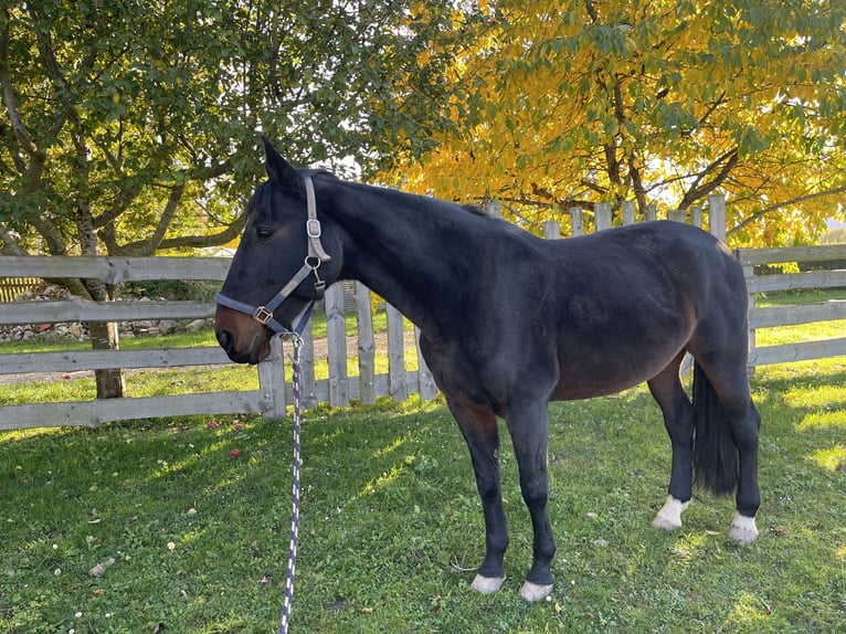 Half Arabs Mare 15 years 15,2 hh Brown in Wei&#xDF;enburg