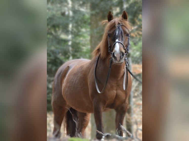 Half Arabs Mix Mare 19 years 13,2 hh Chestnut-Red in Winterlingen