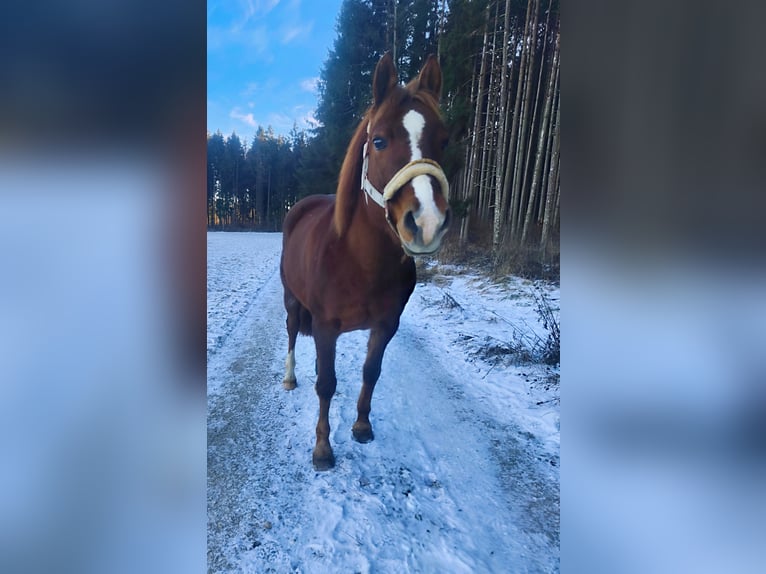Half Arabs Mix Mare 19 years 13,2 hh Chestnut-Red in Winterlingen