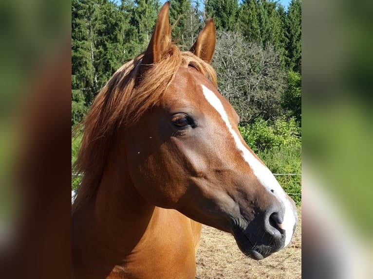 Half Arabs Mix Mare 19 years 13,2 hh Chestnut-Red in Winterlingen