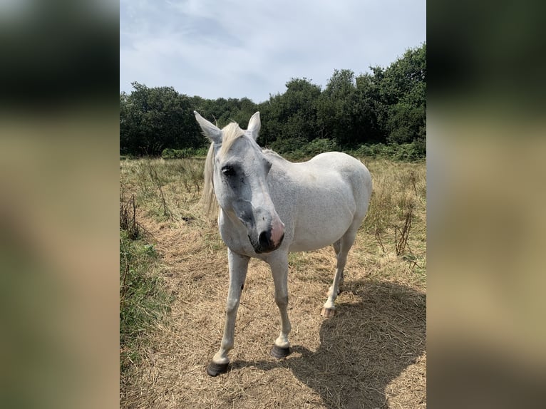 Half Arabs Mare 19 years 14.2 hh Grey in Plouguerneau