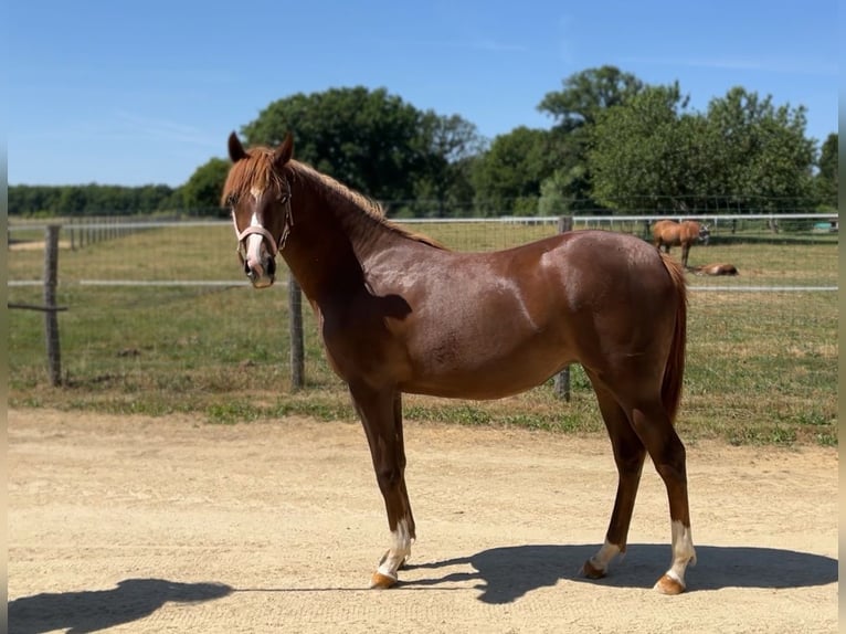Half Arabs Mare 1 year 13,2 hh Chestnut in VERNON