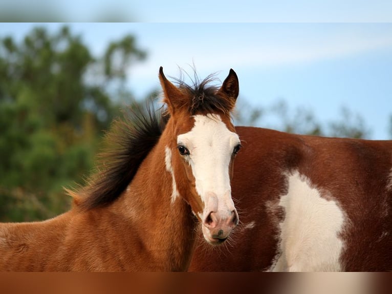 Half Arabs Mare 1 year 15,1 hh Tobiano-all-colors in GOVEN