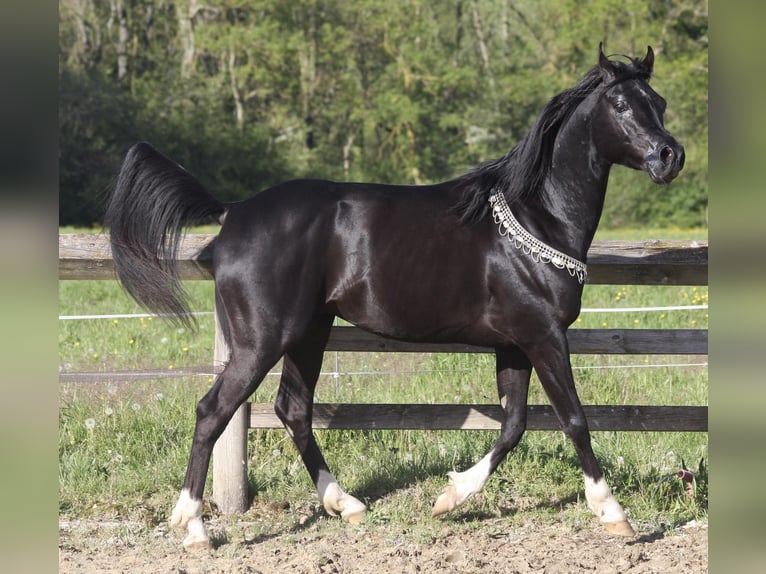 Half Arabs Mare 1 year Black in Villars-les-Dombes