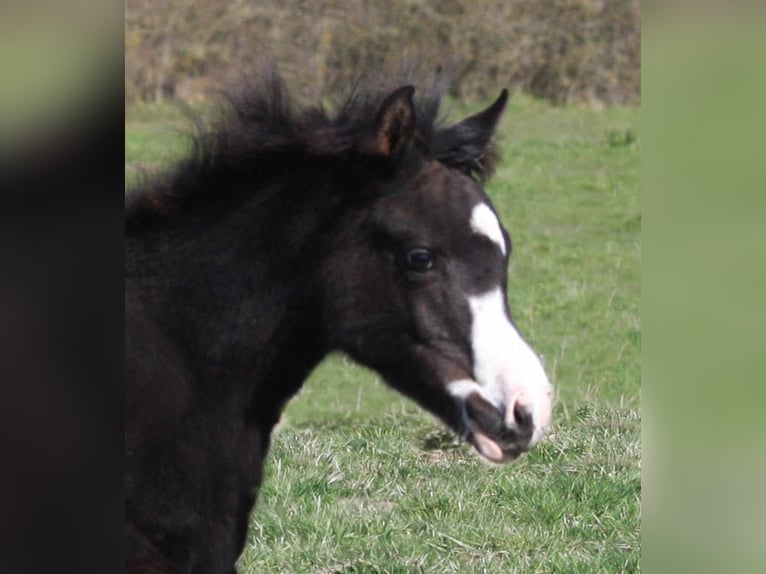 Half Arabs Mare 1 year Black in Villars-les-Dombes