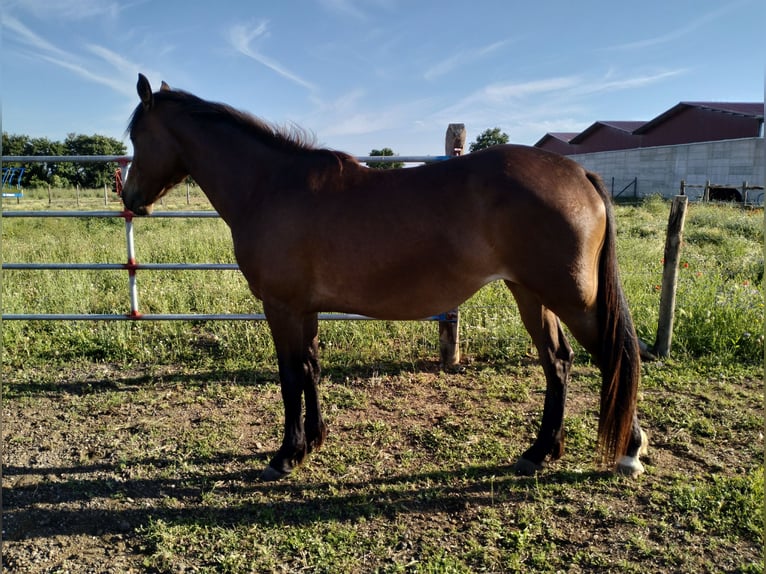 Half Arabs Mare 3 years 15.3 hh Brown in Viterbo