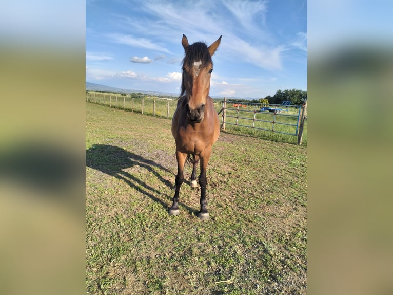 Half Arabs Mare 3 years 15.3 hh Brown in Viterbo