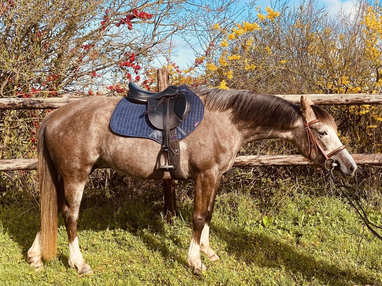 Half Arabs Mare 4 years 14.2 hh Grey-Fleabitten in Montrond les bains