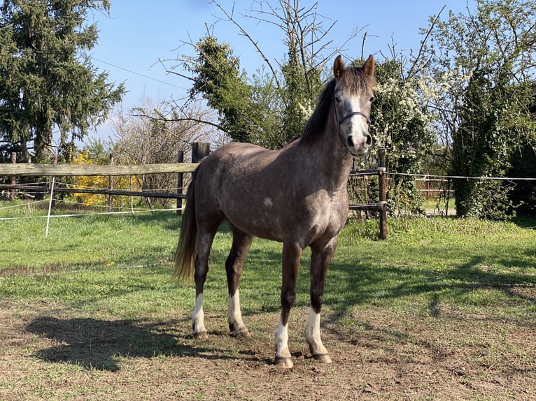 Half Arabs Mare 4 years 14.2 hh Grey-Fleabitten in Montrond les bains