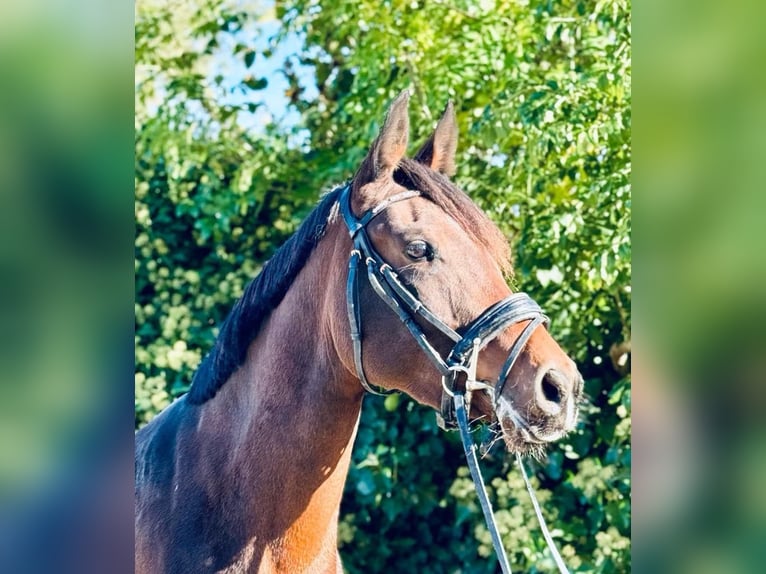 Half Arabs Mare 4 years 15,1 hh Brown in Biesme-sous-thuin